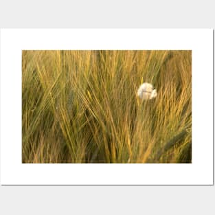 A feather amongst the summer barley in a Norfolk field, UK Posters and Art